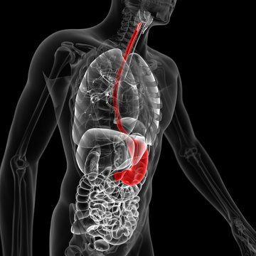 medical 3d illustration of the stomach