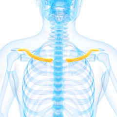 medical 3d illustration of the clavicle