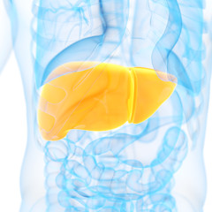 medical 3d illustration of the liver