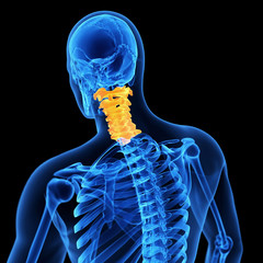 medical 3d illustration of the cervical spine