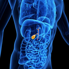 medical 3d illustration of the gallbladder
