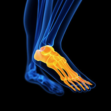 medical 3d illustration of the foot bones