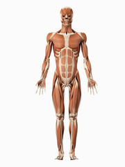 medical 3d illustration of the male muscular system
