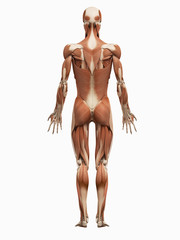 medical 3d illustration of the male muscular system