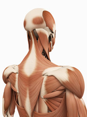 medical 3d illustration of the upper back muscles