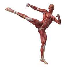 medical 3d illustration of the male muscular system