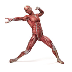 medical 3d illustration of the male muscular system