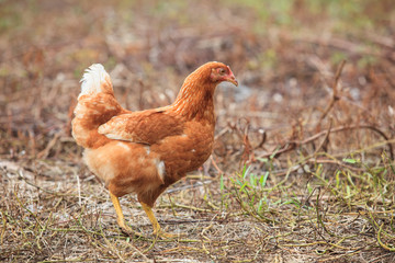 brown hen chicken standing in field use for farm animals, livest