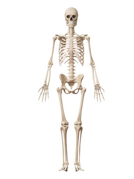 medical 3d illustration of the male skeleton