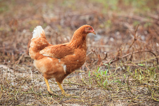 brown hen chicken standing in field use for farm animals, livest