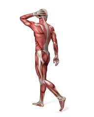 medical 3d illustration of the male muscular system