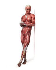 medical 3d illustration of the male muscular system
