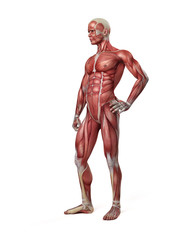 Fototapeta na wymiar medical 3d illustration of the male muscular system