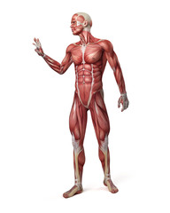 Fototapeta na wymiar medical 3d illustration of the male muscular system