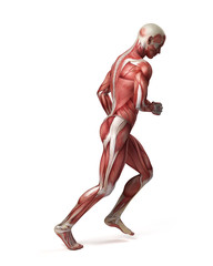 medical 3d illustration of the male muscular system