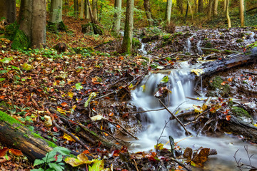 Idyllic Autumn Forrest