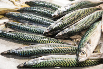 fresh mackerel