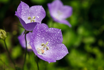 Fototapeta premium Вluebells with drops of dew