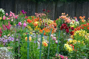 Photo sur Plexiglas Dahlia Jardin de dahlias assortis colorés