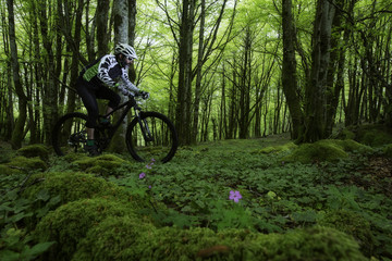 Mountain bike in the forest