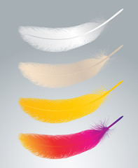 Feather vector
