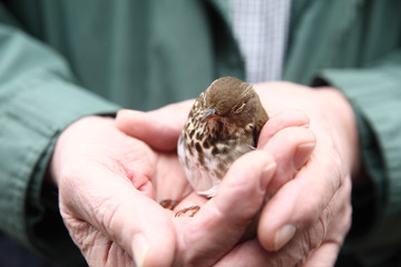 Recovering immature bird held by man