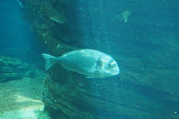 Obraz premium poisson