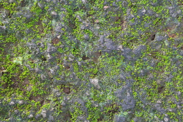 Green Moss Seamless Tileable Texture