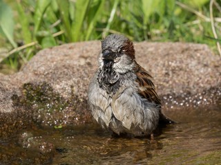 Cute house sparrow male taking a bath