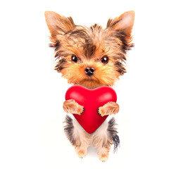lover valentine  puppy dog with a red heart