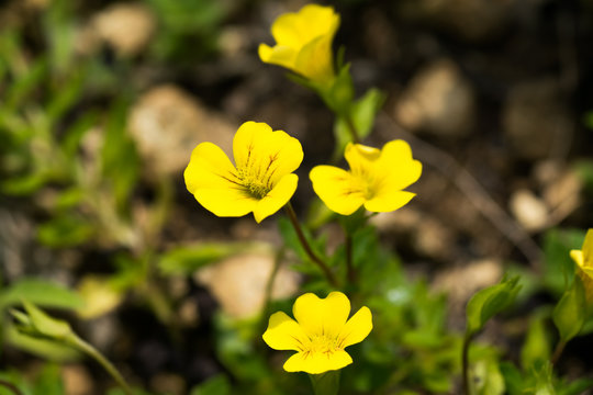 Mecardonia sp., Plantaginaceae, annual grass
