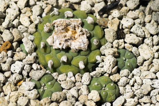 Lophophora tiegleri, Cactaceae, Mexico