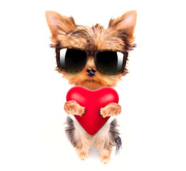 lover valentine  puppy dog with a red heart