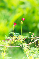 Star Ipomoea flower on Barb