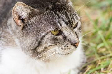 Cranky Cat Portrait