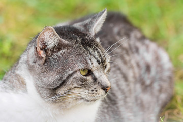 Cranky Cat Portrait