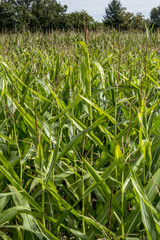 Maisfeld