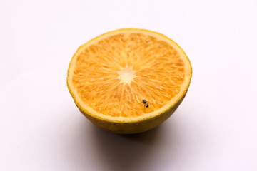 FIy on ripped Orange