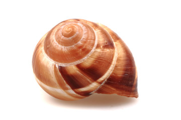 snail shell isolated