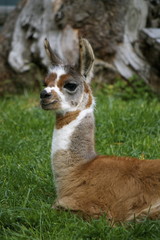 Lama