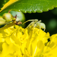 Approach From The Side