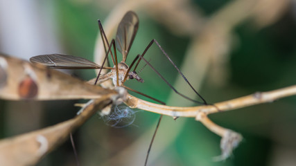 Crane Fly On Sweat Peas