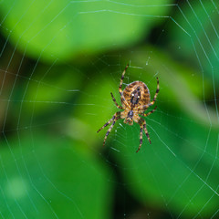 Amongst The Nasturtiums