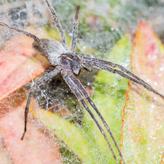 Above The Spiderlings