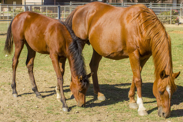 pregnant Arabian mare and her foal