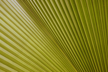 Texture of palm Leaf for background