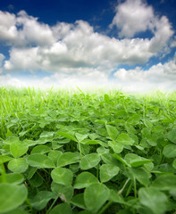 green clover field