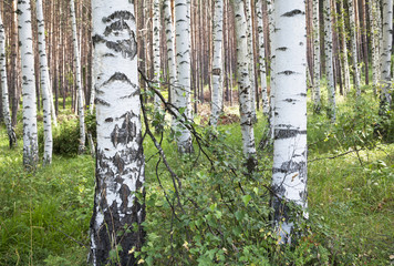 Birch Forest