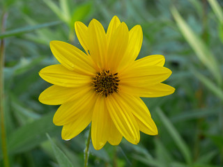 Fiore di topinambur (Helianthus tuberosus)