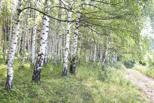 Birch Tree Path